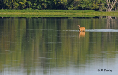 White-tailed deer (f)