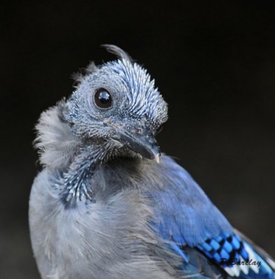 Blue jay