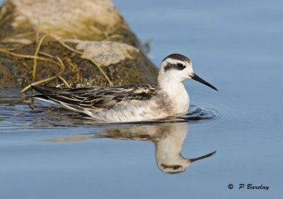 Red-necked phalarope