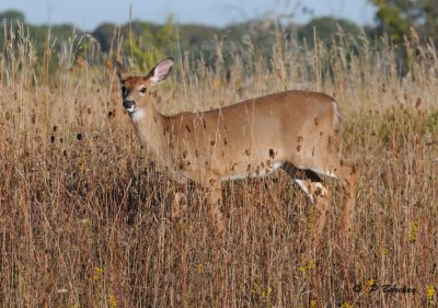 White-tailed deer (f)