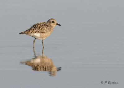 Black-bellied plover