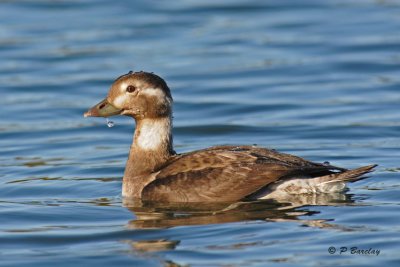 Long-tailed duck (juv)