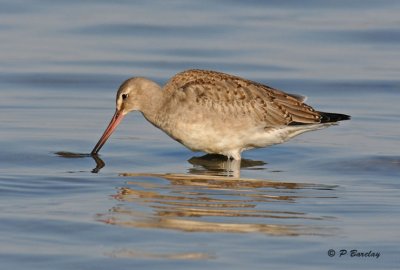 Hudsonian godwit