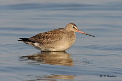 Hudsonian godwit