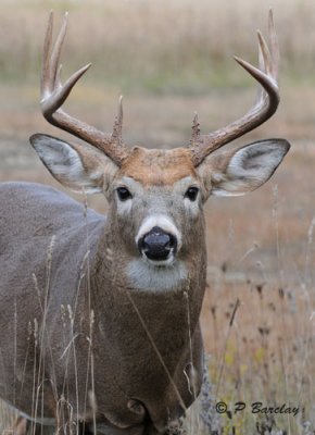 White-tailed deer (m)