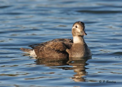 Long-tailed duck (juv)