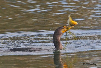 Double-crested cormorant