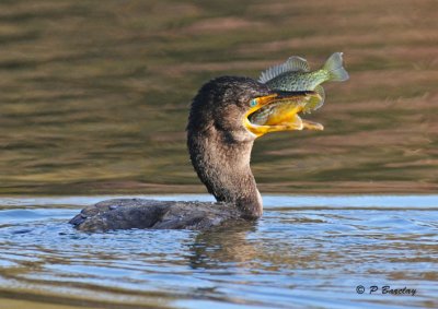 Double-crested cormorant:  SERIES