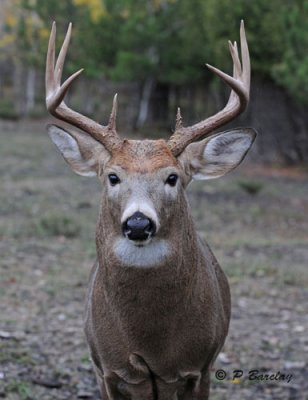 White-tailed deer (m)