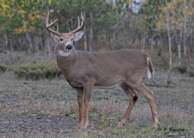White-tailed deer (m)