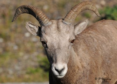 Bighorn mountain sheep