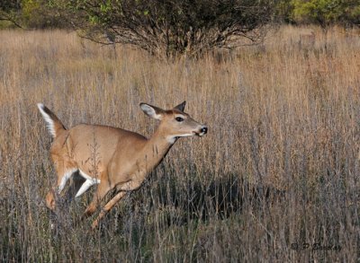 White-tailed deer (f)