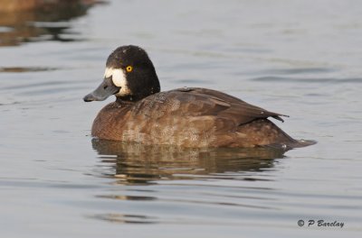 Lesser scaup