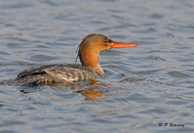 Red-breasted merganser