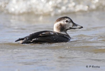 Long-tailed duck