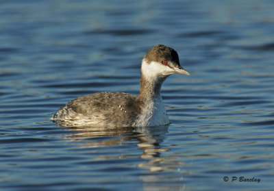 Horned grebe