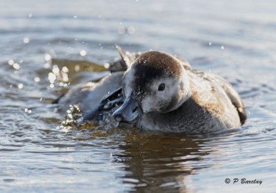 Long-tailed duck