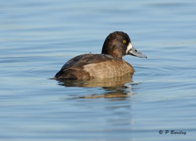 Scaup (f)