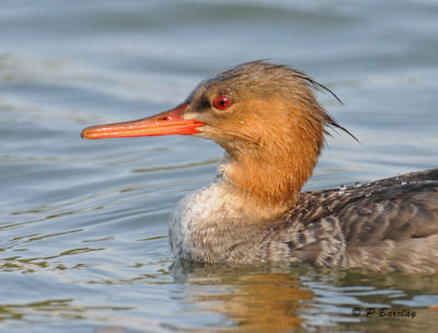 Red-breasted merganser