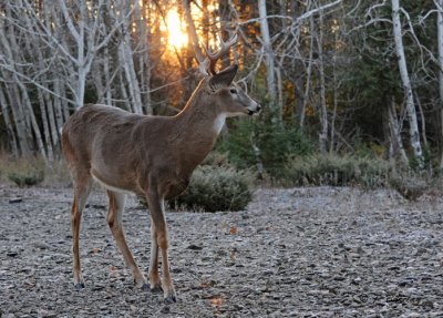 White-tailed deer (m)