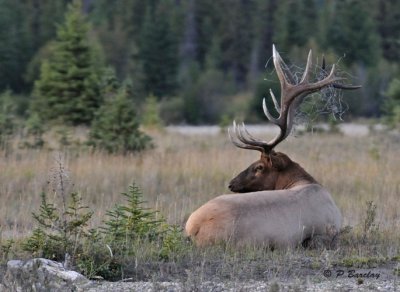 Bull elk:  SERIES