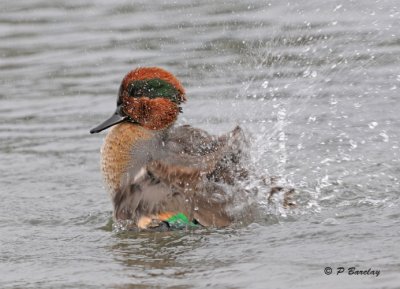 Green-winged teal (m)