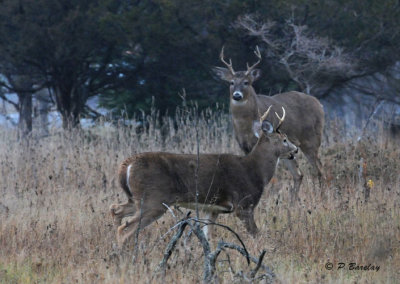 White-tailed deer