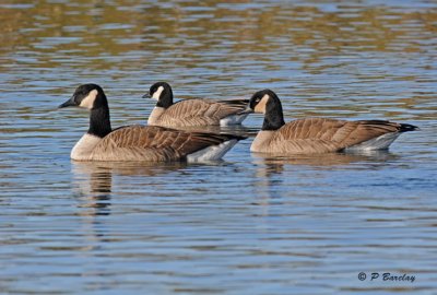 Canada & Cackling geese