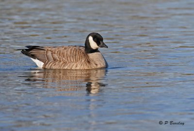 Cackling goose