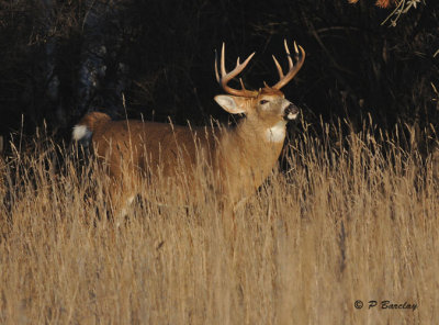 White-tailed deer