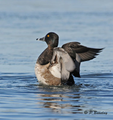 Ring-necked duck (m):  SERIES