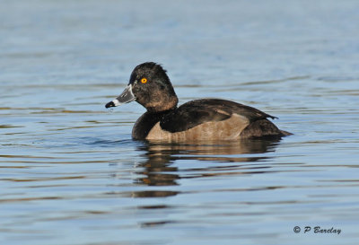 Ring-necked duck (m)