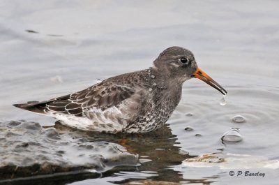 Purple sandpiper