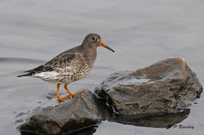 Purple sandpiper