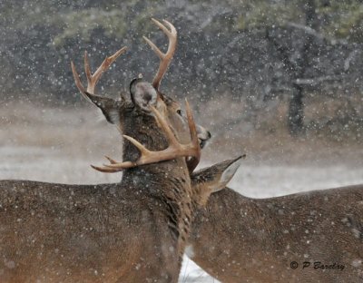 White-tailed deer