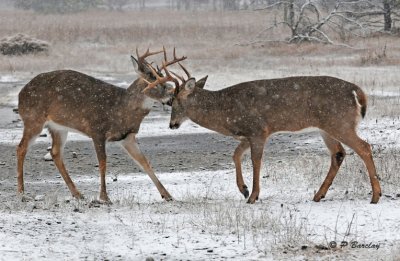 White-tailed deer:  SERIES