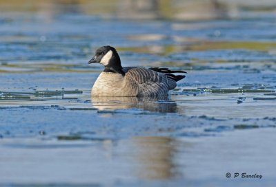 Cackling goose