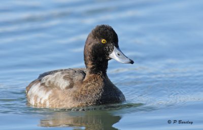 Scaup (m)