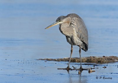 Great blue heron