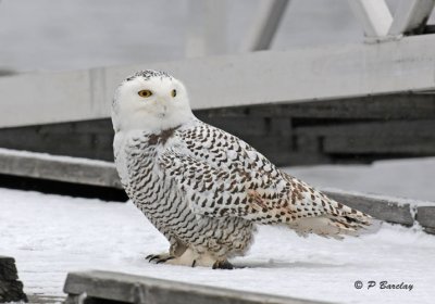 Snowy owl