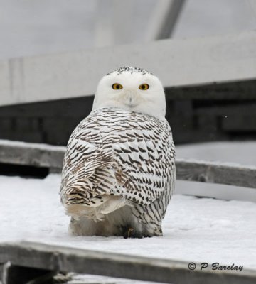 Snowy owl