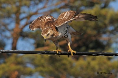 Red-tailed hawk (juv)