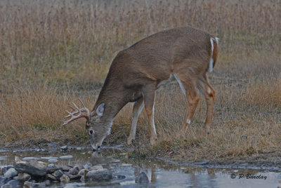 White-tailed deer