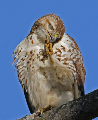 Red-tailed hawk (juv):  SERIES