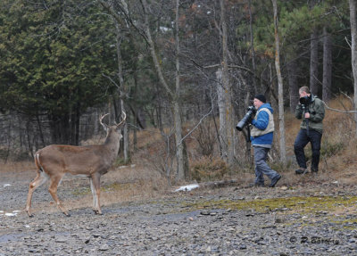 Buck stalks photographers:  SERIES