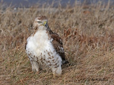 Red-tailed hawk (juv)