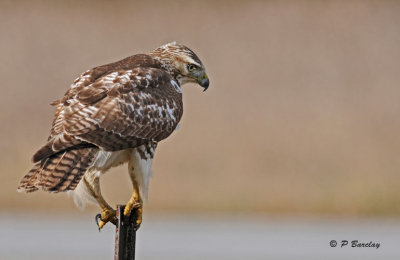 Red-tailed hawk (juv)