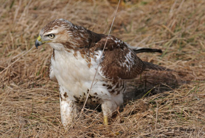 Red-tailed hawk (juv)