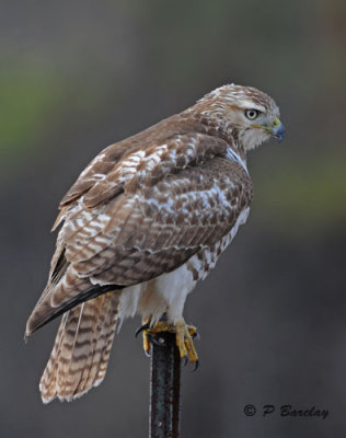 Red-tailed hawk (juv)