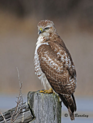 Red-tailed hawk (juv)